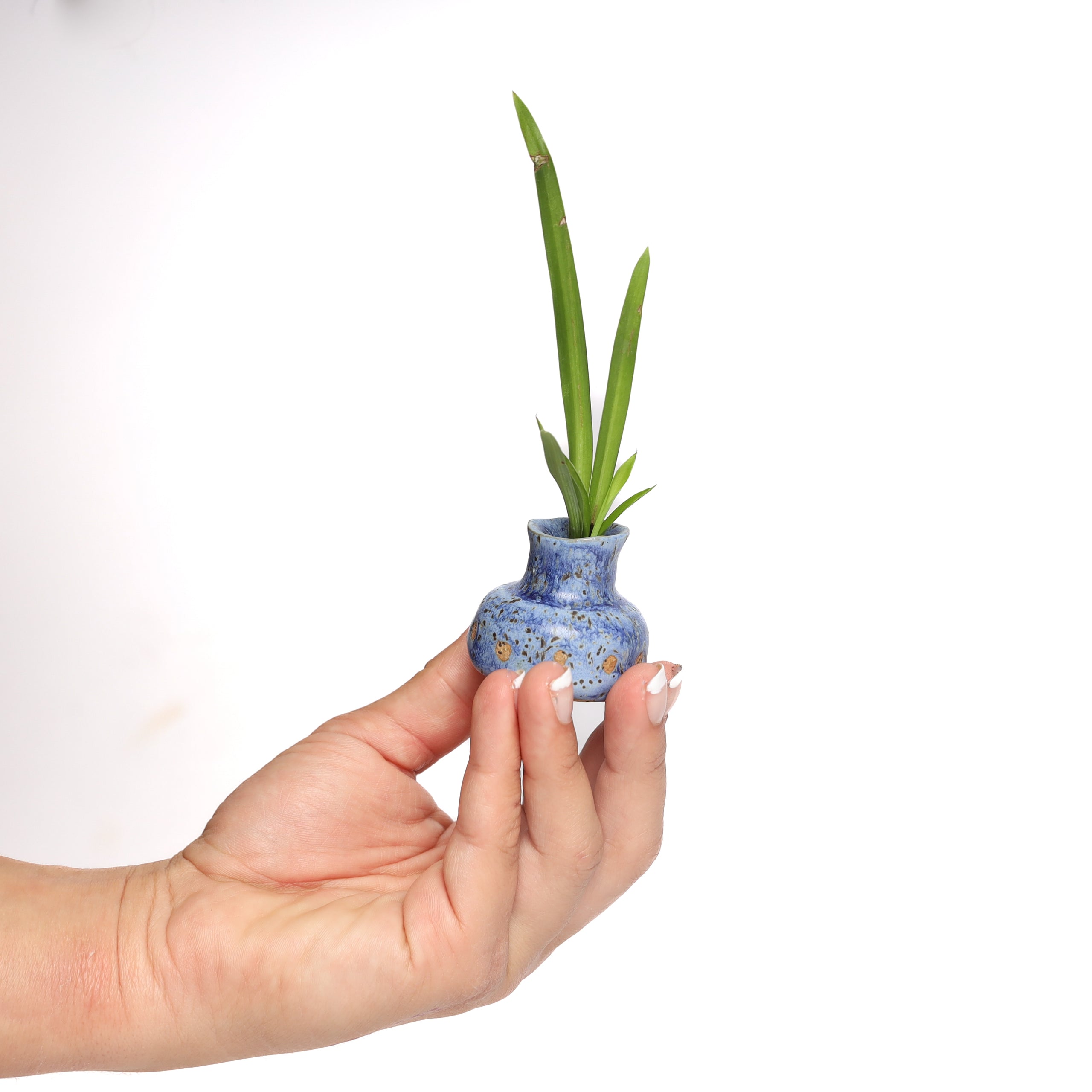 MINI BLUEBERRY PLANTER