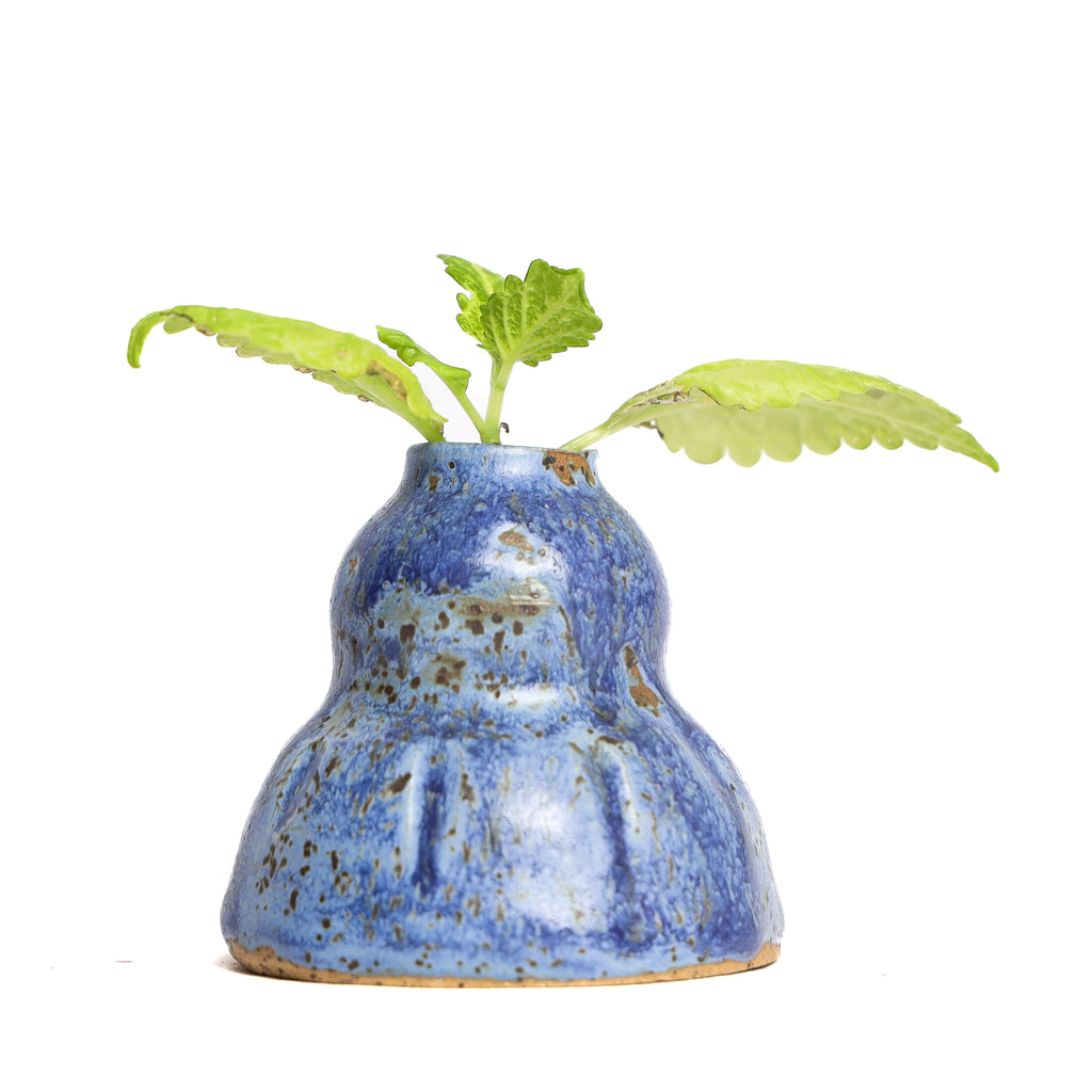 MEDIUM BLUEBERRY PLANTER