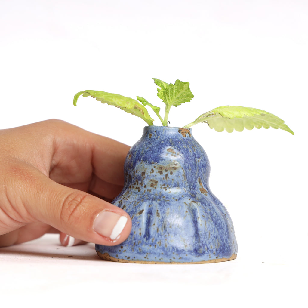 MEDIUM BLUEBERRY PLANTER